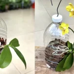 Cómo enraizar la orquídea: el método con botellas de plástico recicladas