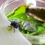 Cómo espantar moscas con un frasco
