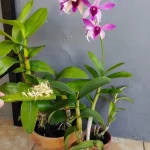 Cómo fortalecer las orquídeas: el abono natural y eficaz