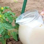 Cómo hacer fértil el suelo de tus plantas