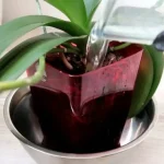 Cómo hacer florecer orquídeas con jugo de aloe vera