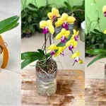 Cómo hacer que las orquídeas florezcan en invierno
