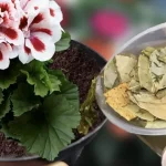Cómo hacer “té de compost”: la infusión para alimentar a tus plantas