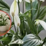 Cómo hacer un abono natural: el método con aloe y cúrcuma