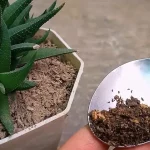 Cómo hacer un abono natural perfecto para suculentas y cactus