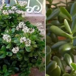 Cómo multiplicar el árbol de jade
