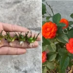 Cómo multiplicar rosas con éxito