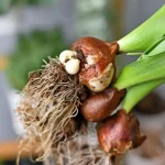 Cómo plantar tulipanes: 2 posibles métodos diferentes