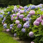 Cómo preparar el jardín para la primavera: las 5 operaciones a realizar