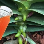 Cómo prevenir las hojas amarillas de las orquídeas: el método natural y efectivo