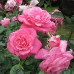 Cómo prolongar la floración de rosas en maceta.