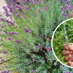 Cómo propagar lavanda con esquejes