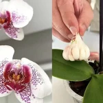 Cómo proteger las orquídeas de enfermedades con ajo.