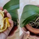 Cómo proteger las orquídeas de los insectos: el método simple y natural
