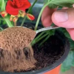 Cómo proteger las plantas de las plagas: el método de la canela