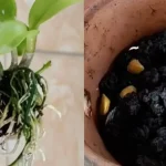Cómo revigorizar una orquídea moribunda: la forma natural con la cúrcuma