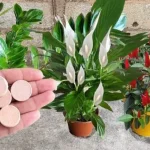 Cómo usar aspirinas caducadas para tus plantas: todos los beneficios