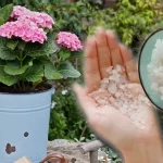 Cómo utilizar la sal de Epsom para las plantas