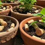 Corks in garden plant pots: the reason is surprising