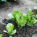 Cultiva y planta ensaladas con éxito: ¡cultiva fácilmente tus propias ensaladas!