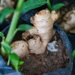 Cultivar jengibre en maceta: una guía completa para tener una planta aromática al alcance de la mano