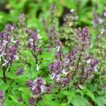Don’t Throw Away Your Basil Flowers: Here Are 8 Ways to Use Them