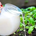 Double your fruit and vegetable harvest thanks to this fridge ingredient