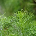 Here is THE best mosquito-repellent plant to have in your garden this summer (and it’s neither citronella nor geranium)
