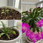 How to Make Your Christmas Cactus Bloom Abundantly: Proven Tricks for a Spectacular and Healthy Plant