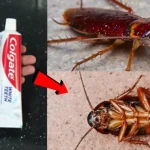 How to remove ants and mites at home forever with the toothpaste hack: it’s the most powerful and it’s applied like this