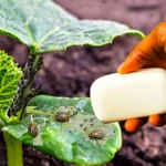If your aim is to eliminate aphids from plants this is the best insecticide