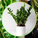 La planta del Padre Pío, si la riegas la pudres | El truco de los jardineros para tenerlo siempre fuerte y frondoso