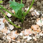 Never plant tomatoes without it: You will have a harvest 3 times larger and big tomatoes
