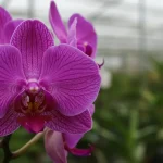 Orchid, only if you water it at this time will it be beautiful and lush