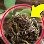Orquídea, atacada por pudrición de raíz: si haces esto volverá fuerte y sana | ¡El método infalible de los expertos!
