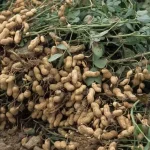 Planting Peanuts at Home: A Guide to Cultivating Store-Bought Nuts in Your Garden