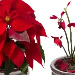 Poinsettia: todos los secretos para curarla y hacerla florecer de nuevo