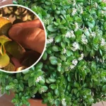 Por qué el árbol de jade tiene hojas marrones: causas y soluciones
