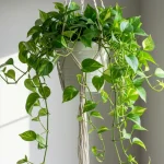 Pothos, if you place it here it multiplies instantly: only gardeners know that