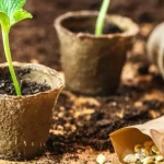 Remojar las semillas antes de sembrarlas: por qué es esencial para una plantación exitosa