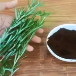 Rosemary sprigs and coffee grounds, if you combine them you can’t stop: here’s why