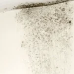 Say Goodbye to Mold: My Ultimate Solution
