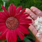 Sprinkle this ingredient on your house plants and the whole neighborhood will envy you