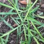 The Healing Power of Goose Grass