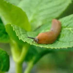 This item you usually throw in the trash is very useful against slugs and snails