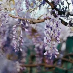 Transforma tu jardín con estas 7 plantas trepadoras de rápido crecimiento
