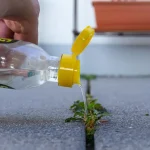 Vinegar in the garden: 10 intelligent uses for a rich and abundant harvest