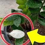 ¡Con este abono natural para plantas por fin todas florecerán visiblemente!