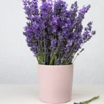 ¡Cultivando lavanda en macetas en interiores para un hogar fragante y relajante!