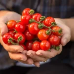 15 Common Tomato Diseases: All of them have solutions, but you have to discover them early